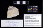 Foto (Objekt + Etikett) von Paguroidea indet.  (NHMW-GEO-2017-0089-0050)